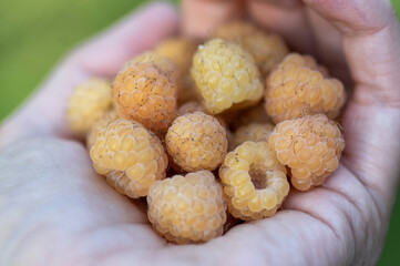 Rubus idaeus Golden Queen yellow raspberries on the hand palm, group of tasty ripened fruits
