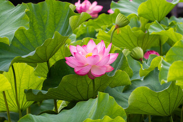ハス（蓮）の花