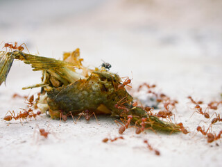 A group of red ants are eating the leftovers of fish meat