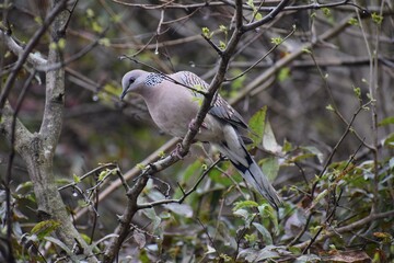 Spotted Dove sitting on branch 