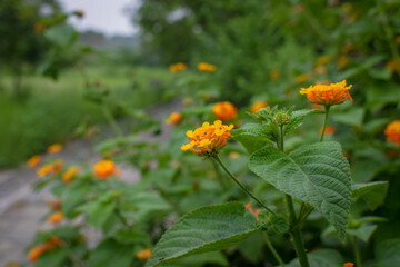 orange flowers in the garden
