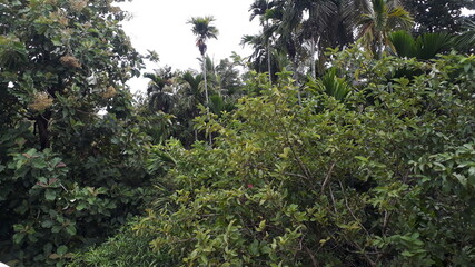 Fototapeta premium These photos are from the middle east of Kerala region. Its from the gods own country natural photos. These photos denotes the agricultural aspects for the country. It mentioned the powerful cultural 