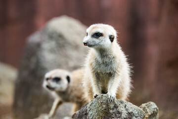 ミ―アキャットの可愛いポートレート meerkat