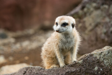 ミ―アキャットの可愛いポートレート meerkat