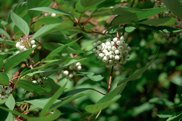 white berries on a branch of a garden tree