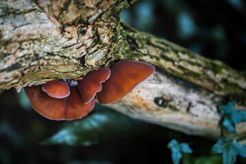 Wood ear fungi growing on the trees trunk and branches in the forest.