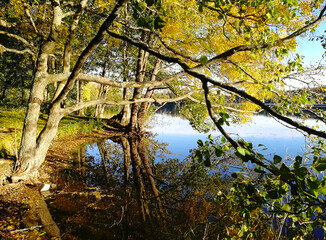 Fototapeta na wymiar Beautiful autumn landscape with reflection of trees in calm water