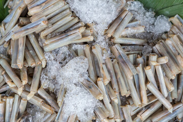 Fresh razor shell on ice at the seafood booth. razor clams for sale on food market. 