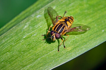 Gemeine Sumpfschwebfliege ( Helophilus pendulus ).