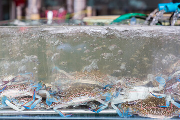 Crabs in a fish tank water in the restaurant. Motion of live Blue swimmer crab in the tank at Sea...