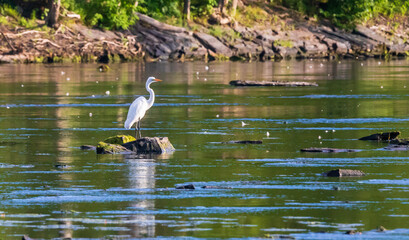 Great egret standing on a rock