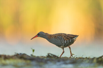 Water Rail (Rallus aquaticus). Swamp bird.