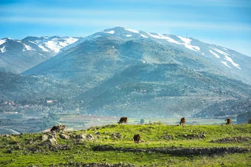 Foto op Plexiglas anti-reflex Peaceful landscape of Golan Heights: view of snow-capped Mount Hermon on a border with Syria and Lebanon - Israel's only ski resort, with brown cows grazing in a green pasture  Northern Israel © John Theodor