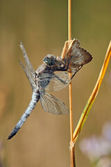 Großer Blaupfeil ( Orthetrum cancellatum ).
