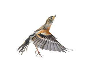 Brambling bird in flight isolated on white background.