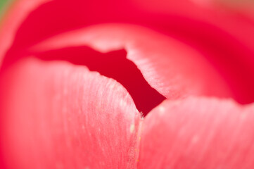 Tulipan czerwony zbliżenie