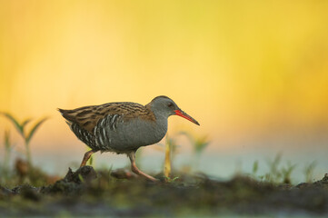 Water Rail (Rallus aquaticus). Swamp bird.