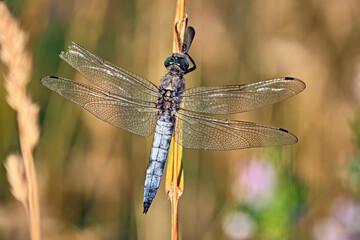 Großer Blaupfeil ( Orthetrum cancellatum ).