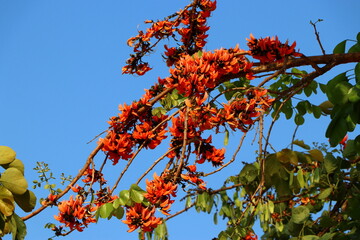 Palash flower