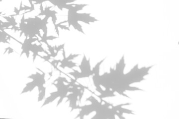 Blurred overlay effect for photo. Gray shadow of the maple tree leaves on a white wall. Abstract neutral nature background. Space for text.