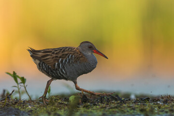 Water Rail (Rallus aquaticus). Swamp bird.