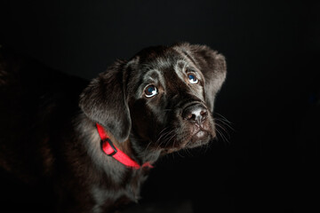 Puppy happy labrador dog in studio lighting