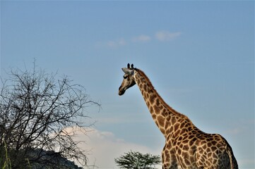 Giraffe besides a thorn tree against a blue sky