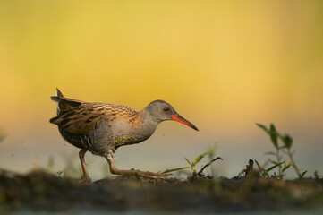 Water Rail (Rallus aquaticus). Swamp bird.
