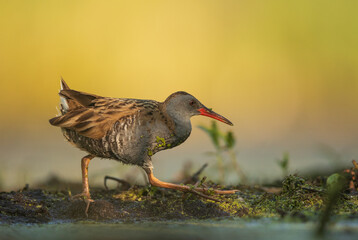 Water Rail (Rallus aquaticus). Swamp bird.