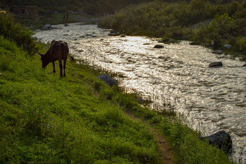 Fototapeta premium cow grazing on riverside