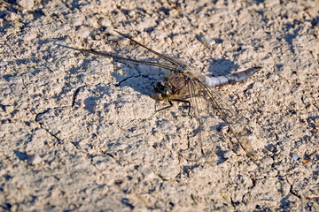 Großer Blaupfeil ( Orthetrum cancellatum ).