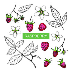 Vector set with raspberries, flowers and leaves isolated on white background. Hand-drawn sketch.