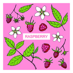 Vector set with raspberries, flowers and leaves. Hand-drawn sketch.