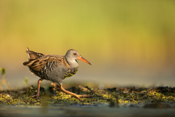 Water Rail (Rallus aquaticus). Swamp bird.