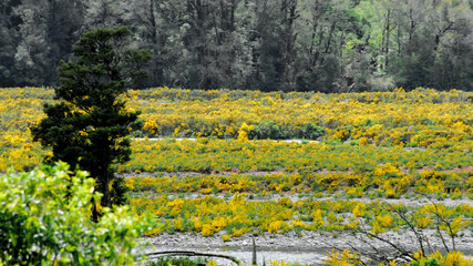 Obraz premium New Zealand- Beautifully Colorful Blooms and Trees