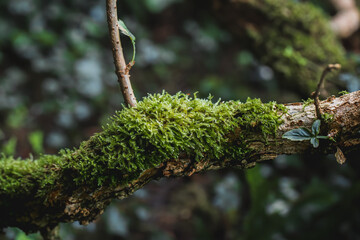 Moss overgrowing on a tree branch in a forest. Macro shot of the moss to show detail.