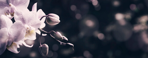 Lilac orchid, vintage wooden background. Panoramic banner with copy space © 5ph