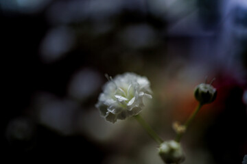 kleine weiße Blume - Close up