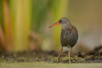 Water Rail (Rallus aquaticus). Swamp bird.