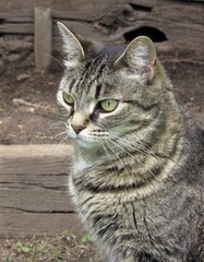 Naklejka na ściany i meble Beautiful female striped gray and tan tabby cat sitting outside in a garden on wooden steps