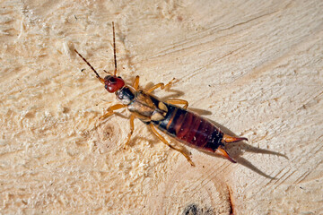 Gemeiner Ohrwurm ( Forficula auricularia ).