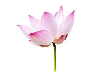 Lotus flower isolated on white background. File contains with clipping path