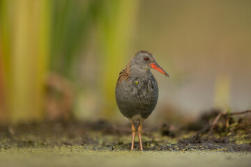 Water Rail (Rallus aquaticus). Swamp bird.