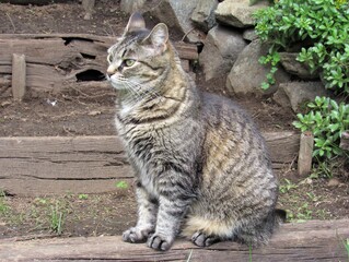Beautiful female striped gray and tan tabby cat sitting outside in a garden on wooden steps