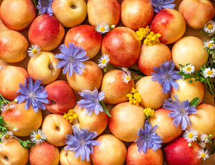Summer background from apricots and flowers. Ripe apricots with blue, white and yellow flowers top view. Flat lay.
