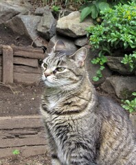 Naklejka na ściany i meble Beautiful female striped gray and tan tabby cat sitting outside in a garden on wooden steps