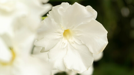 Fototapeta na wymiar incredibly beautiful but dangerous oleander flower, selective focus image