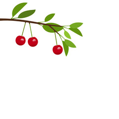 Cherry branch with leaves isolated on white background vector.