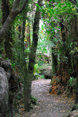 New Zealand- A Trail Through a Catlins Rainforest