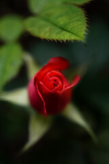 Rosenknospe